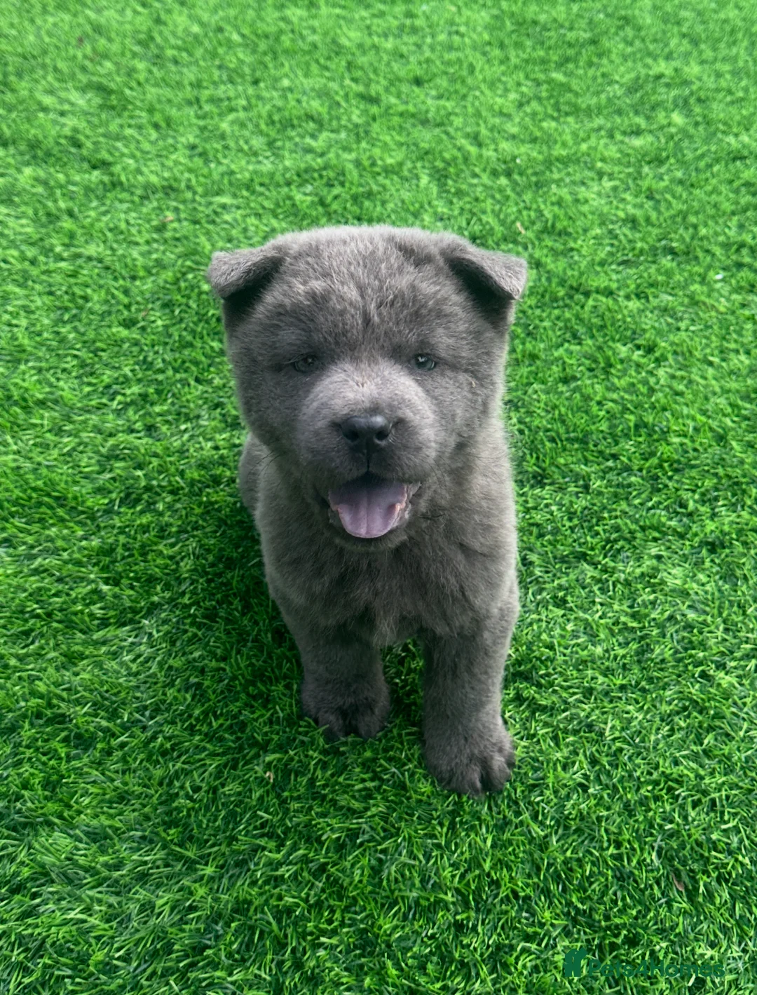 Chow Chow dogs for sale: Genuine exotic colour chowski puppies for sale - Advert 40