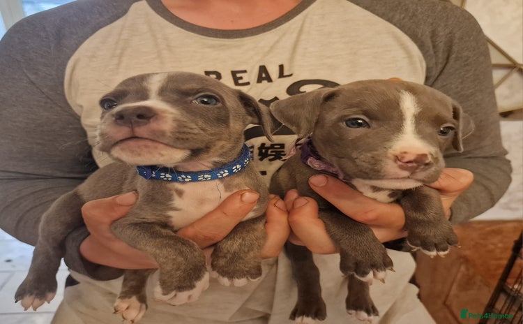 Mixed Breed dogs - Advert 3