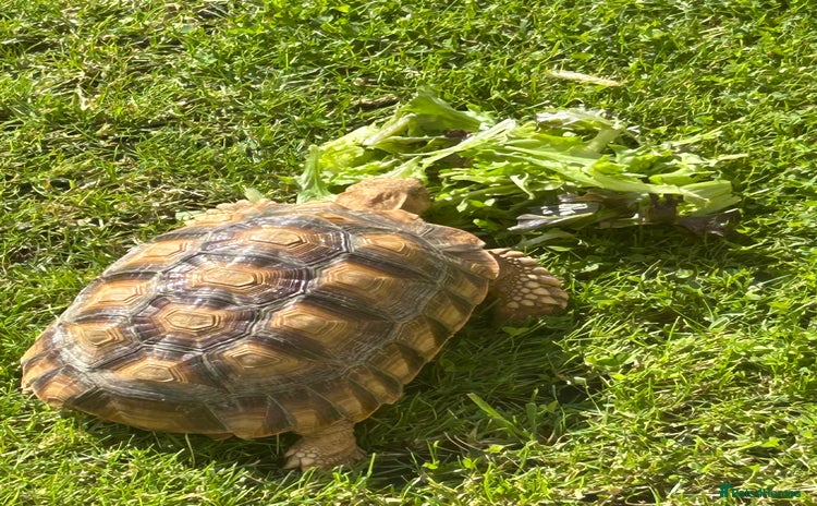 Tortoise reptiles - Advert 4