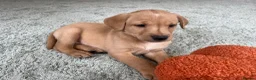 Labrador Retriever dogs for sale: kC reg fox red labs FTCH sired - Advert 8