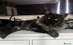 Maine Coon cats for sale: 1 BLACK SMOKE BOY 1 TORTIE GIRL MAINE COON KITTENS - Image 29