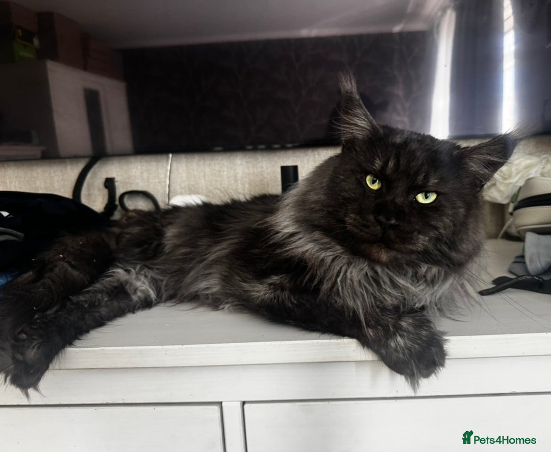 Maine Coon cats for sale: 1 BLACK SMOKE BOY 1 TORTIE GIRL MAINE COON KITTENS - Image 29