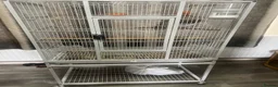 Canaries birds for sale: Red Factor Canaries Pair - Advert 4
