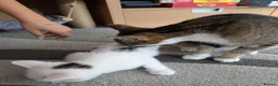 Mixed Breed cats for sale: Kittens  - Advert 8