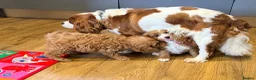 Cavapoo dogs for sale: Exceptional F1 Toy Cavapoos-Health Tested Parents - Advert 5
