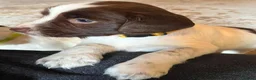 English Springer Spaniel dogs for sale: Beautiful Springer Spaniel Puppies - Advert 18