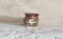 Pomsky dogs for sale: Genuine Rare lilac/tan toysize male Pomsky puppies - Image 8