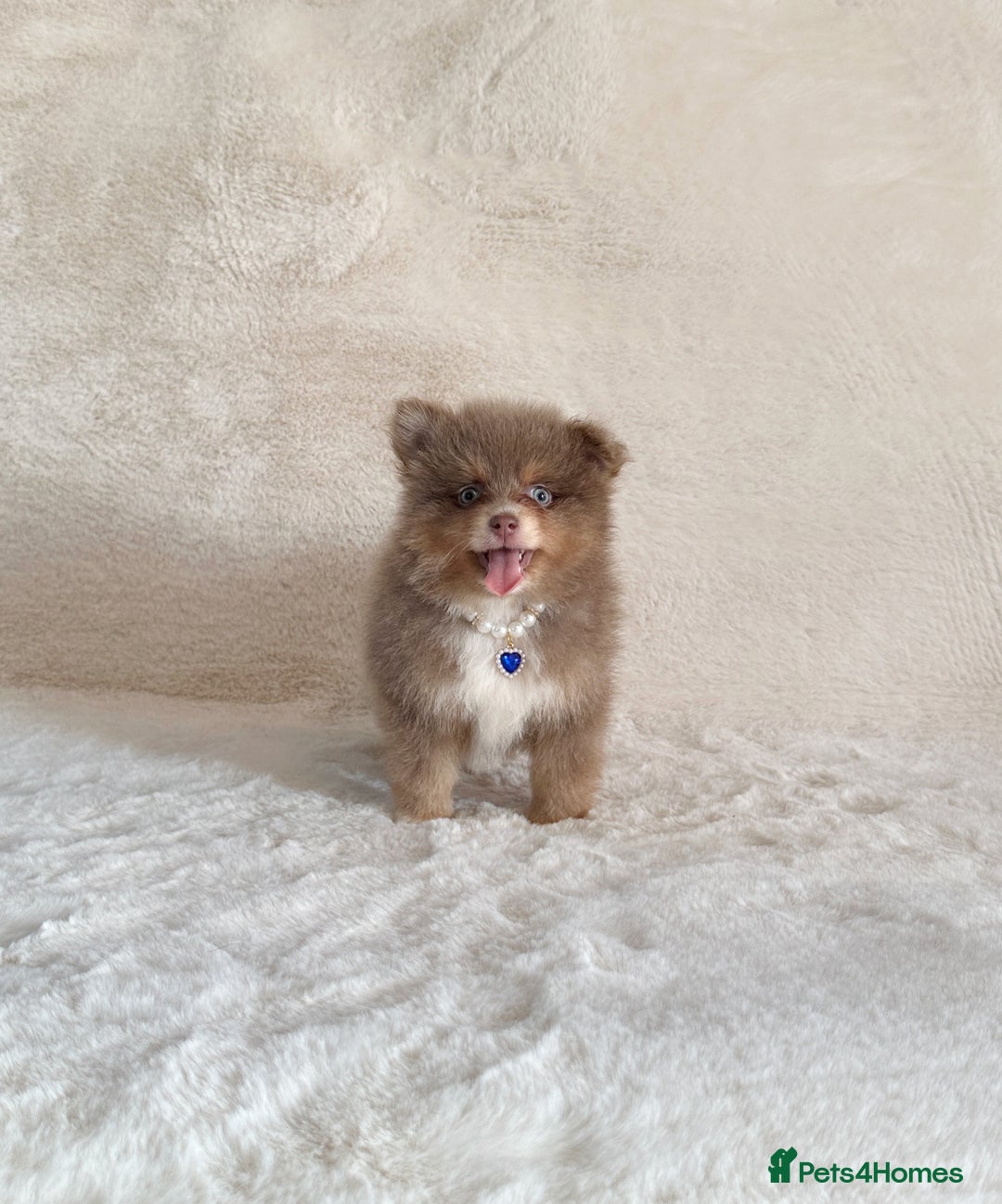 Pomsky dogs for sale: Genuine Rare lilac/tan toysize male Pomsky puppies - Image 8