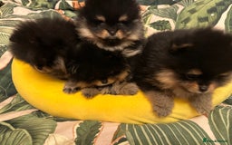 Pomeranian dogs for sale: 🏆The best you can get Russian Taiwan bloodlines - Image 9