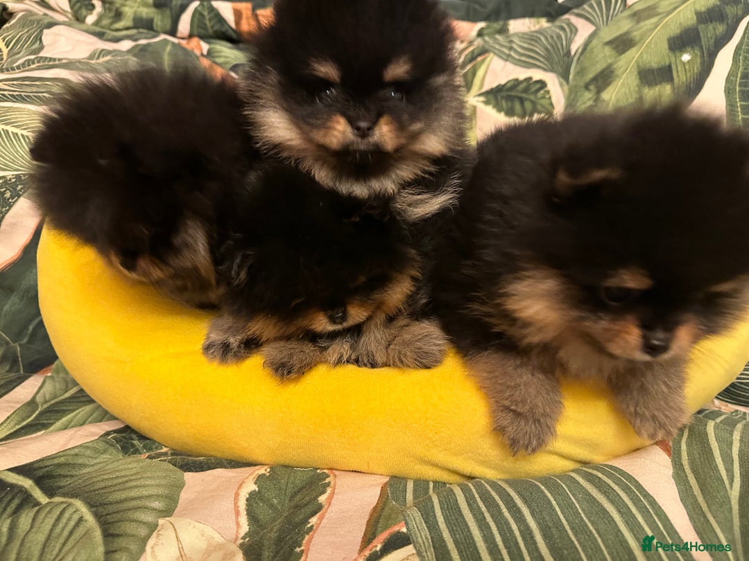 Pomeranian dogs for sale: 🏆The best you can get Russian Taiwan bloodlines - Image 9