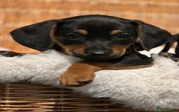 Mixed Breed dogs for sale: Stunning daxijacks ready now  - Image 14