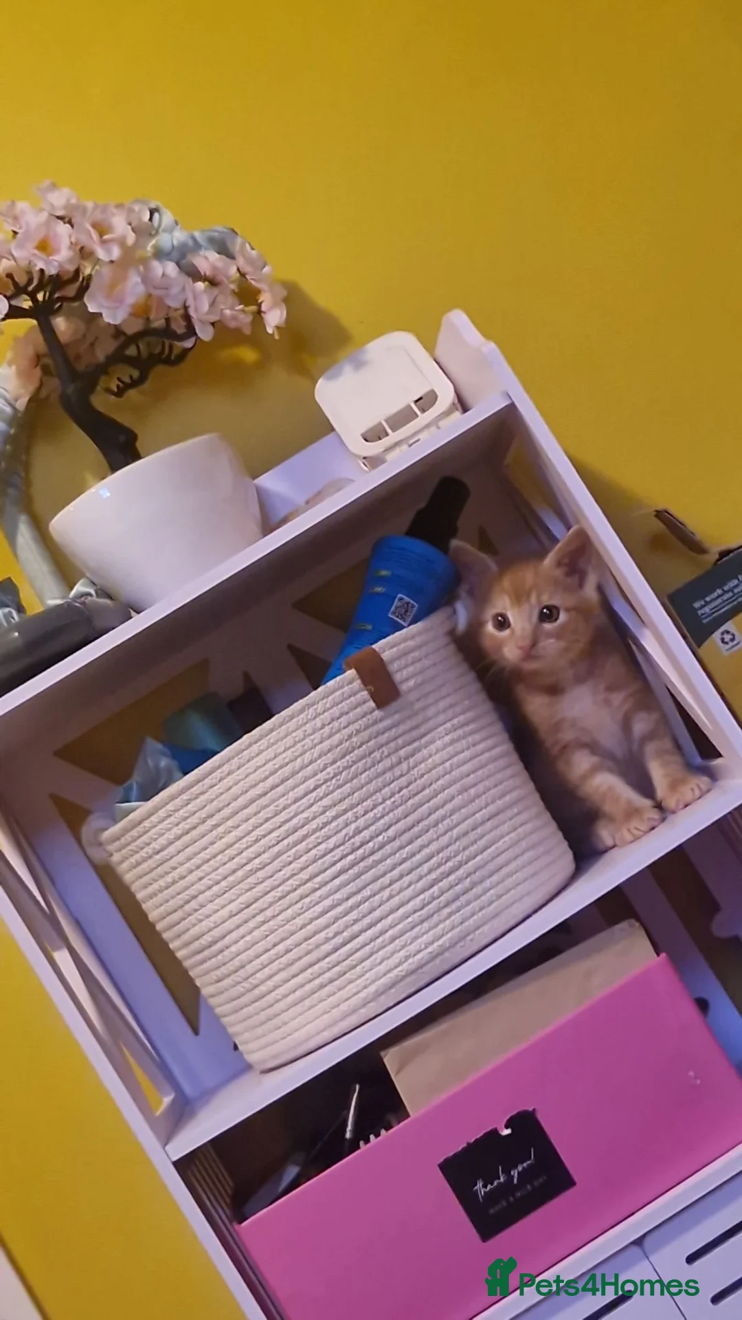 Mixed Breed cats for sale: Ready to leave - Advert 2