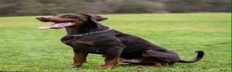 Dobermann dogs for sale: Stunning Dobermann Puppies  - Advert 14