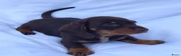 Miniature Dachshund dogs for sale: Kc reg mini dachshund last stunning little girl . - Advert 11