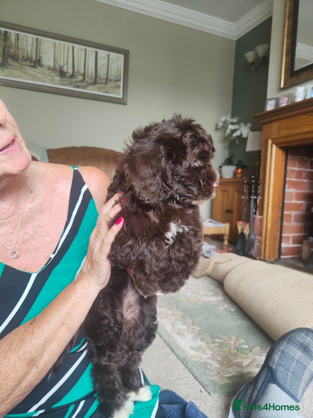 Cockapoo dogs for sale: Beautiful cockapoo puppies  in Alfreton - Image 10
