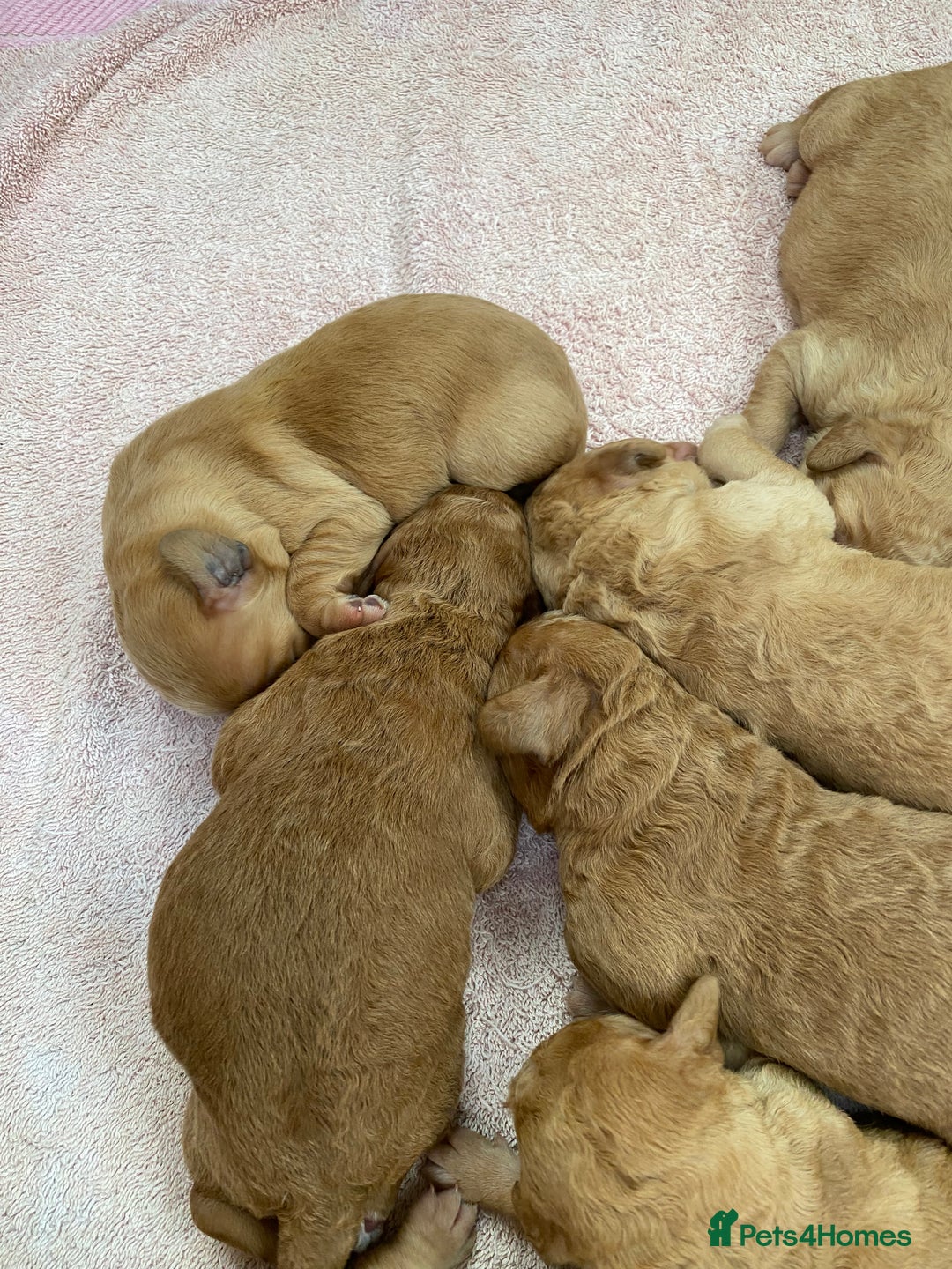 Labradoodle dogs for sale: F1 Red Miniature Labradoodles  - Advert 23