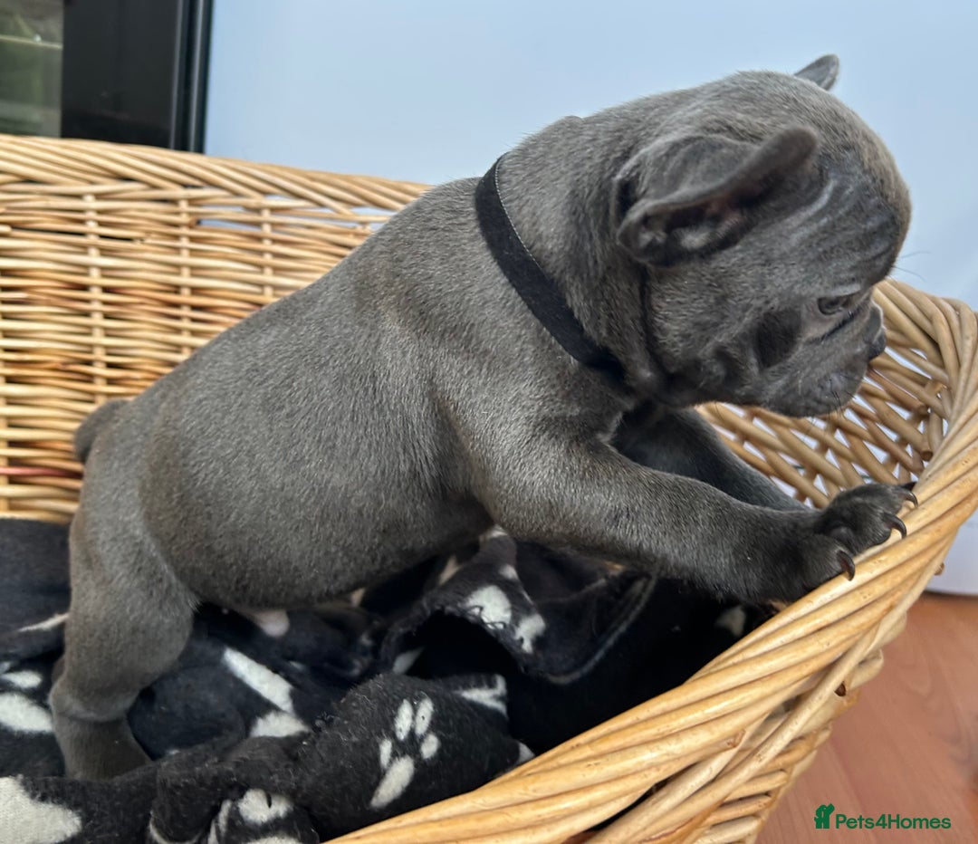 French Bulldog dogs for sale: Solid Blue French Bulldog  - Image 6