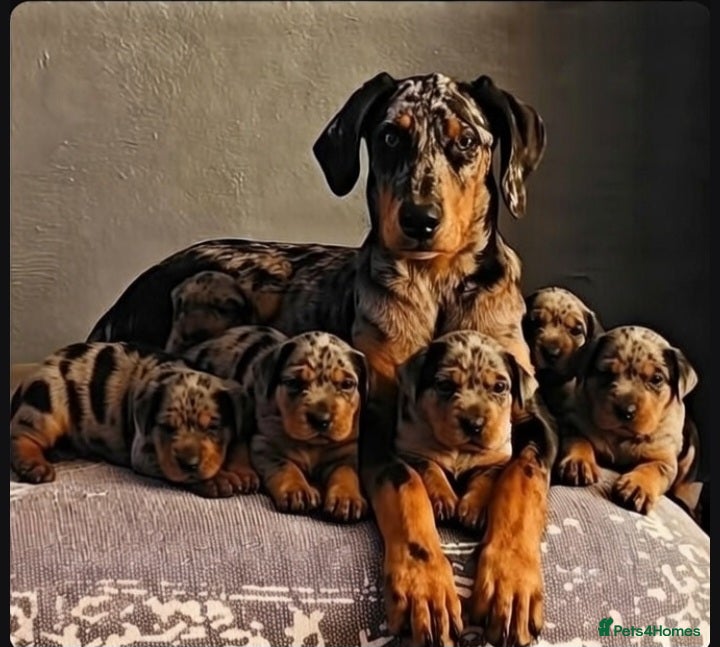 Mixed Breed dogs Champ KC registered Doberman & Beaceron puppies. - Advert 1