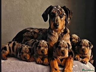 Mixed Breed dogs Champ KC registered Doberman & Beaceron puppies. - Advert 1