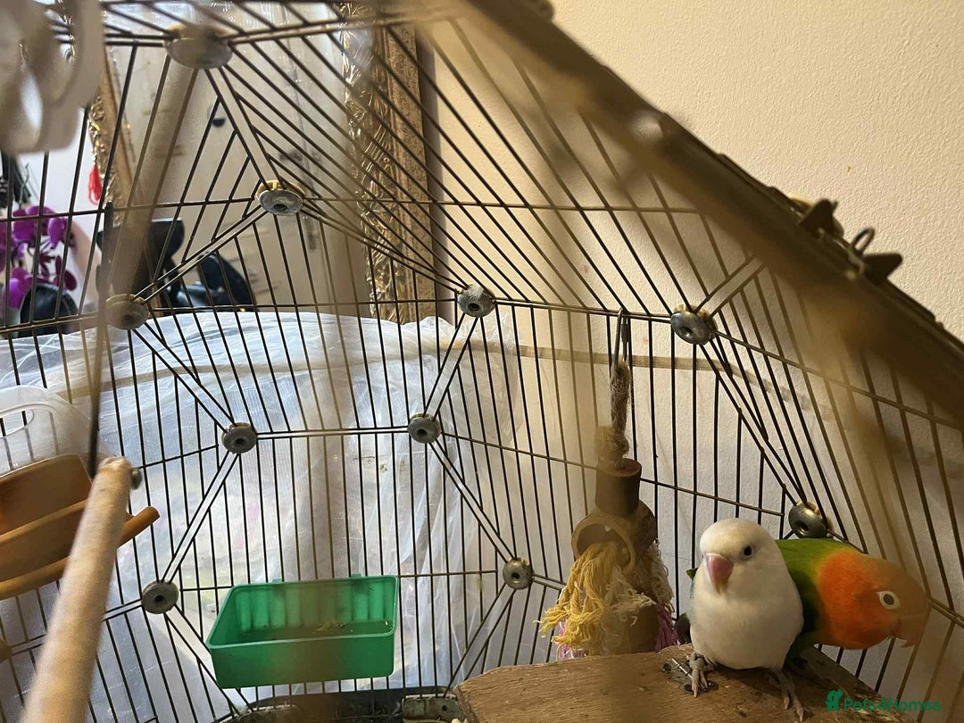 Lovebirds birds for sale: Beautiful Pair of Opaline fischer Lovebirds - Image 4