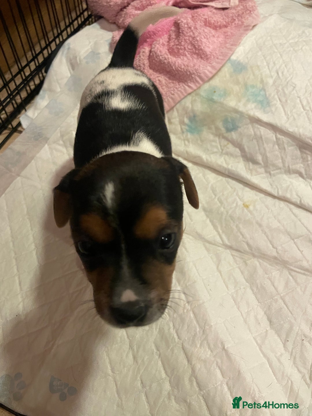 Jack Russell dogs for sale: Beautiful Tri-coloured Jack Russell  - Advert 8