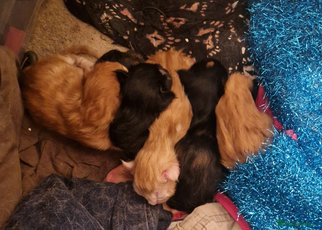 Maine Coon cats for sale: Maine coon kittens born 20 December 2025 - Advert 1