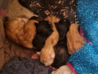 Maine Coon cats Maine coon kittens born 20 December 2025 - Advert 1