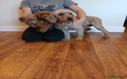 Labradoodle dogs for sale: Labradoodle puppies  - Image 9