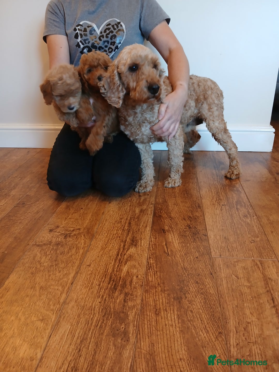 Labradoodle dogs for sale: Labradoodle puppies  - Image 9