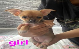 Chihuahua dogs for sale: Chihuahua puppies for sale - Image 3