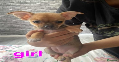 Chihuahua dogs - Advert 3
