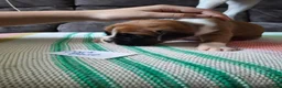 Boxer dogs for sale: Stunning Boxer Puppies in Cannock - Advert 22