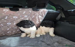 Standard Poodle dogs for sale: Stunning kc standard poodle puppies ready now - Image 3