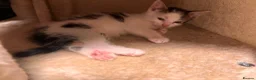 Mixed Breed cats for sale: Most loveable kittens  in Nottingham - Advert 9