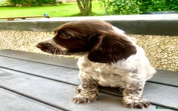 Cocker Spaniel dogs for sale: Working Cocker Spaniels. - Image 8
