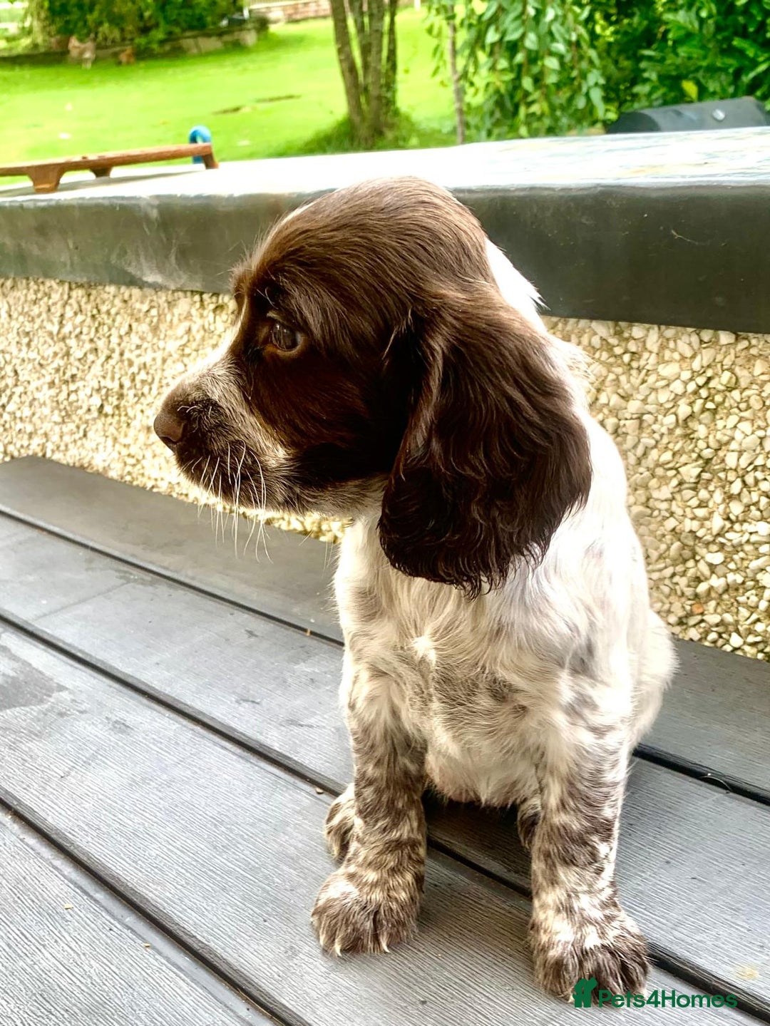 Cocker Spaniel dogs for sale: Working Cocker Spaniels. - Image 8