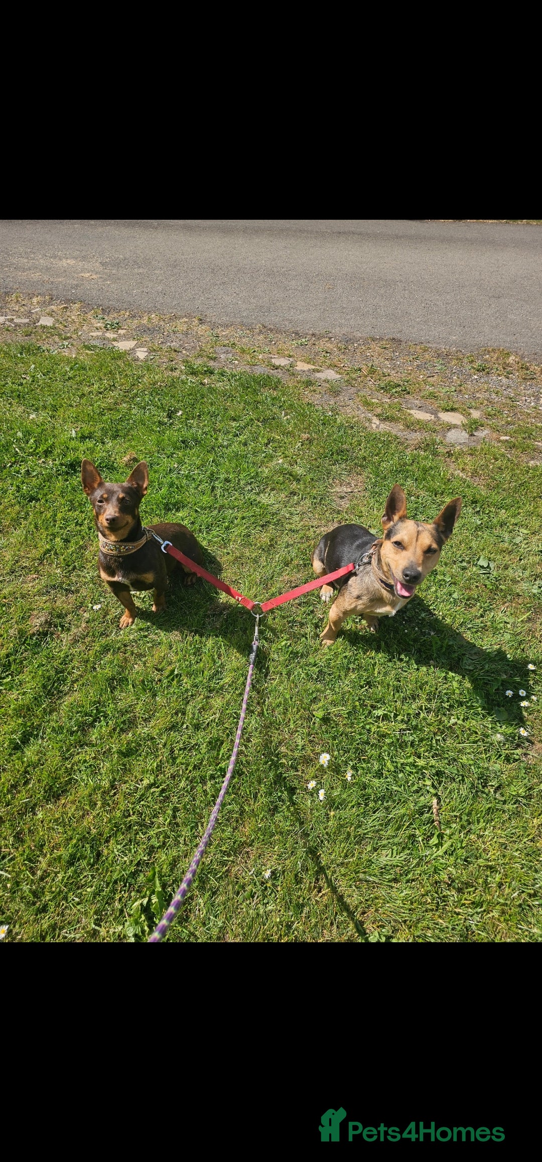 Jack Russell dogs Pure Breed special colour Jack Russells  - Advert 4