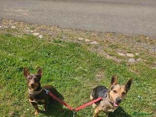 Jack Russell dogs Pure Breed special colour Jack Russells - Advert 4