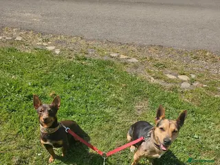 Jack Russell dogs Pure Bred special coloured Jack Russells - Advert 5