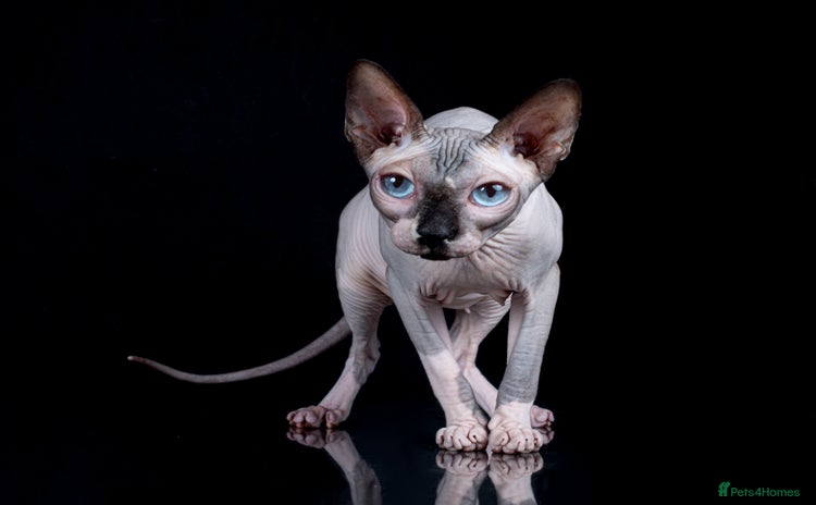 Sphynx cats - Advert 12