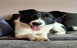 Mixed Breed dogs for adoption: SNOOPY - like a young Border Collie - Image 1