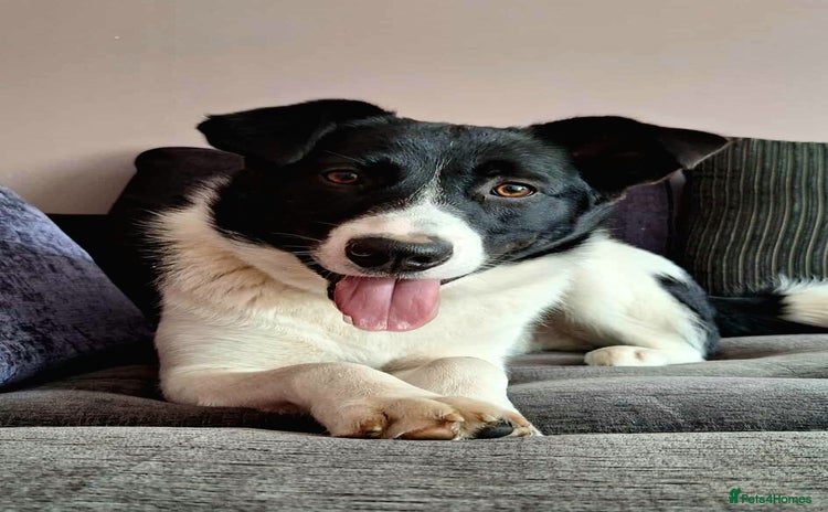 Mixed Breed dogs - Advert 2