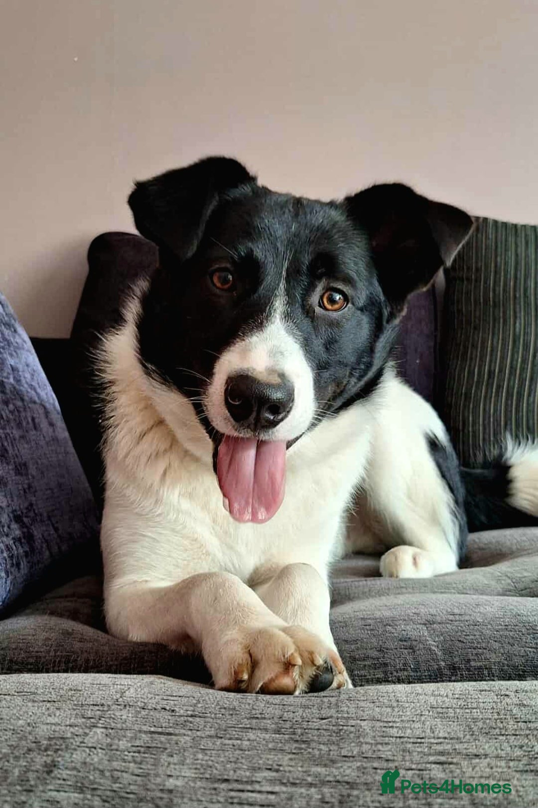 Mixed Breed dogs for adoption: SNOOPY - like a young Border Collie - Image 1
