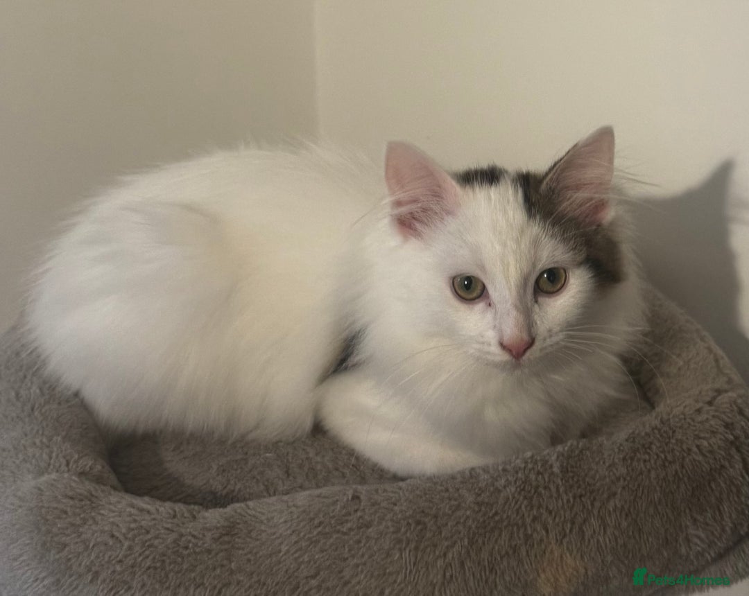 Ragdoll cats for sale: Beautiful Ragdoll Kitten - Advert 4