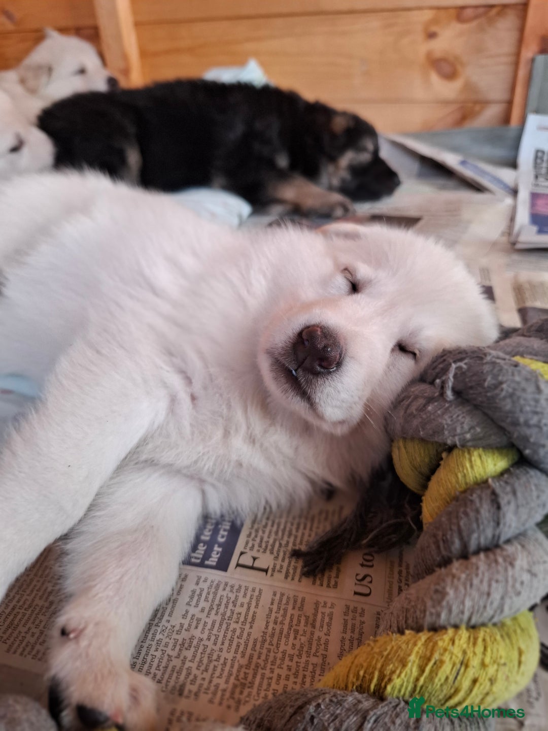 German Shepherd dogs for sale: Stunning litter of German shepherd puppies   - Image 8