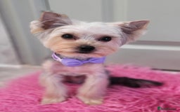 Yorkshire Terrier dogs for sale: Adorable Yorkshire Terrier Puppy for Sale - Image 16