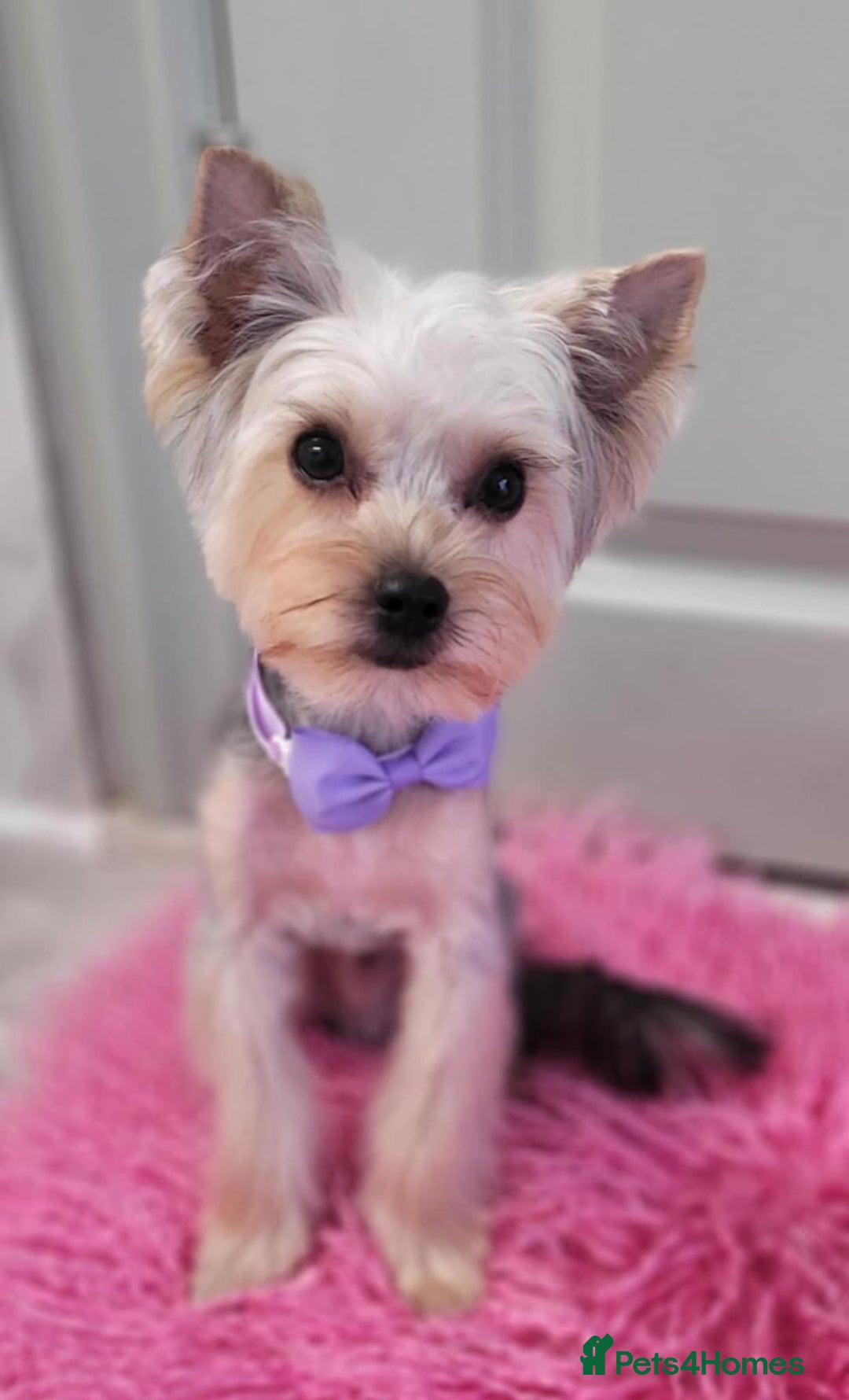 Yorkshire Terrier dogs for sale: Adorable Yorkshire Terrier Puppy for Sale - Image 16
