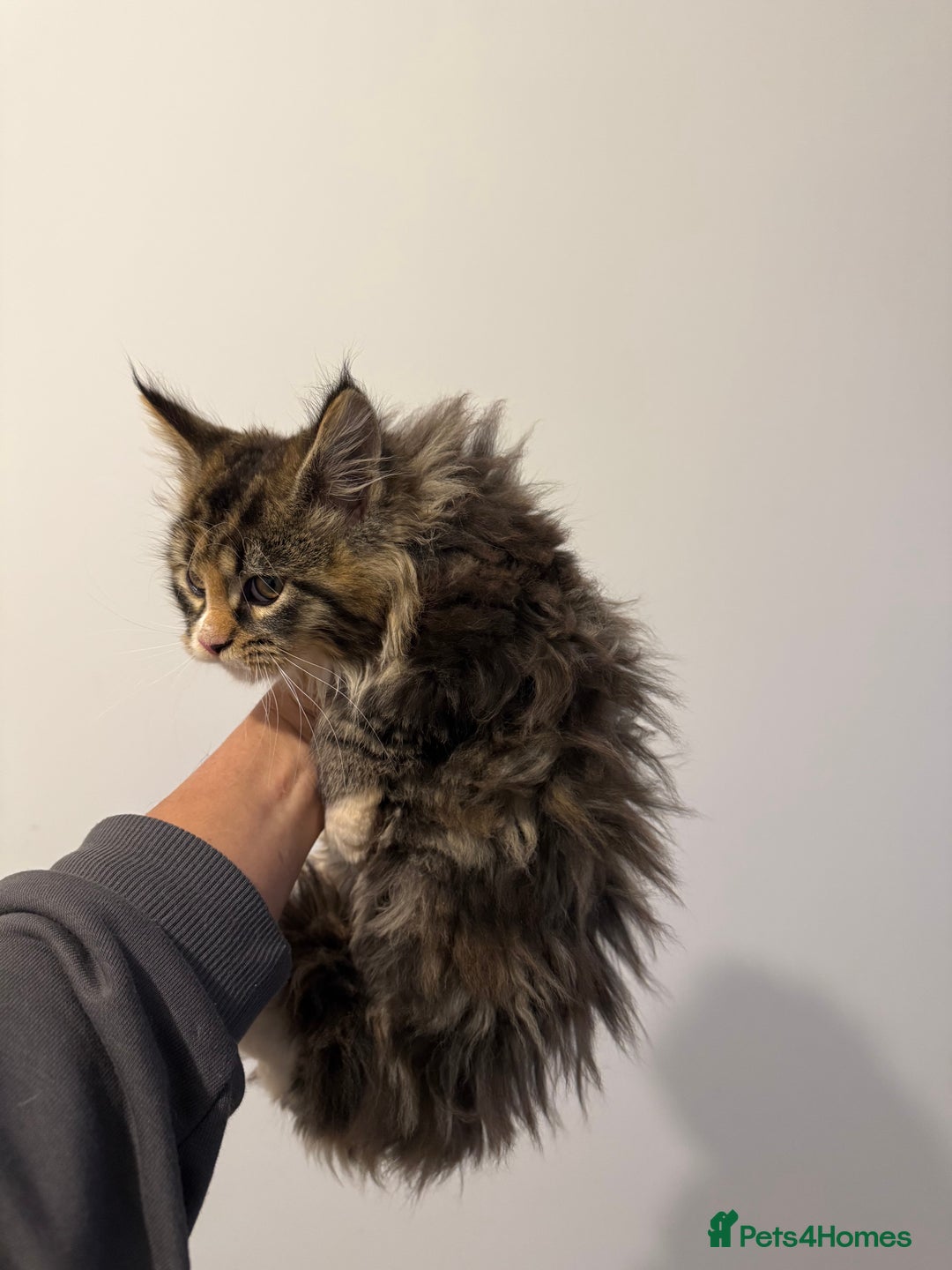 Maine Coon cats for sale: Maine Coon kitties - Advert 6