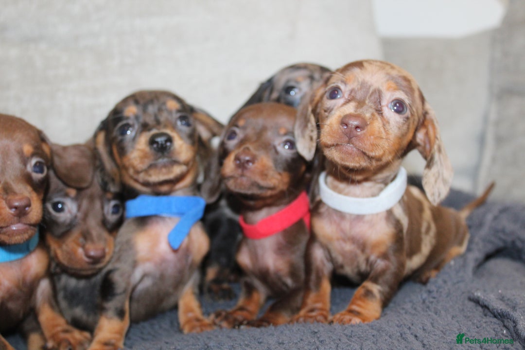 Miniature Dachshund dogs for sale: 🐶✨Smallest mini KC stunning litter ✨🐶 - Image 12