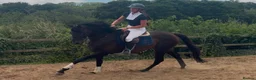 Irish Thoroughbred horses for sale: Espresso - tall, dark, handsome. - Advert 3